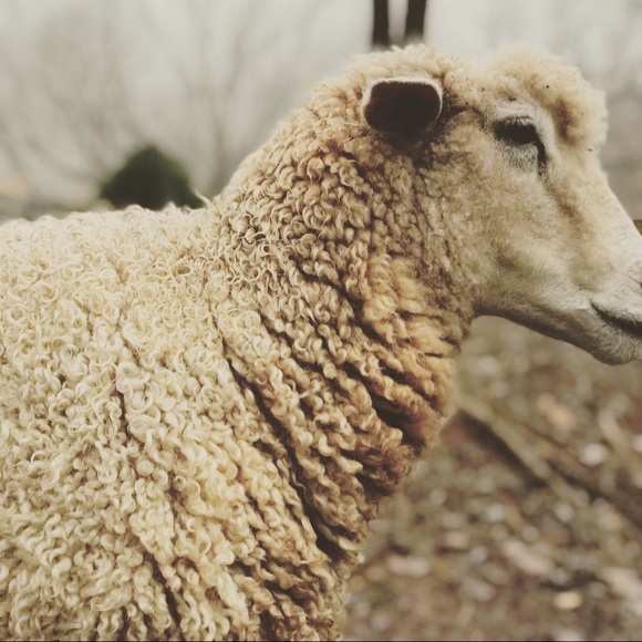 Meet your Posher, Elise - Picture 7 of 8